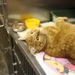 joannafotograf-cat-4988408_1280